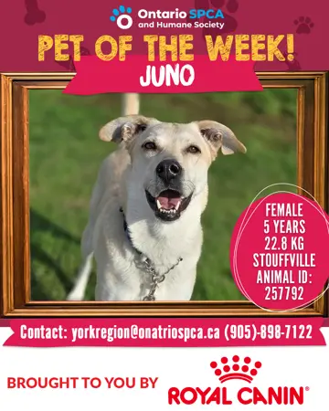 Pet of the Week - Juno
